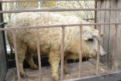 mangalica_visitas_2_
