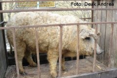 mangalica_visitas_a_mangalica
