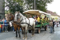 Pipiter_Ovoda